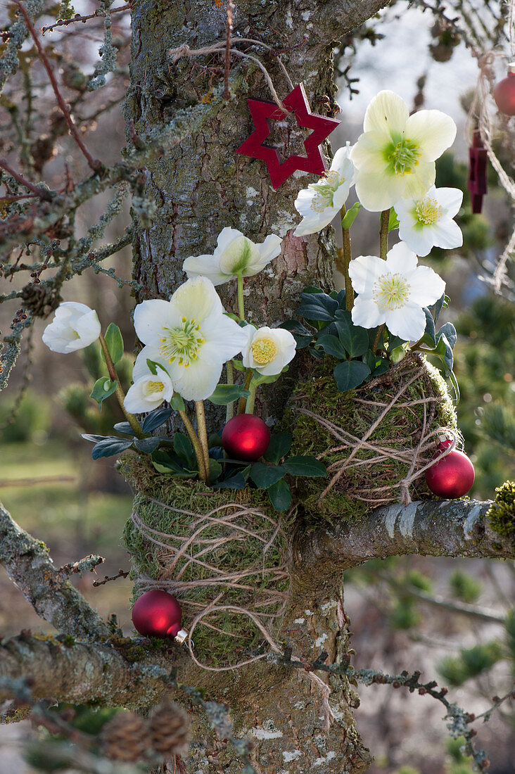 Make your own Kokedama with Christmas roses