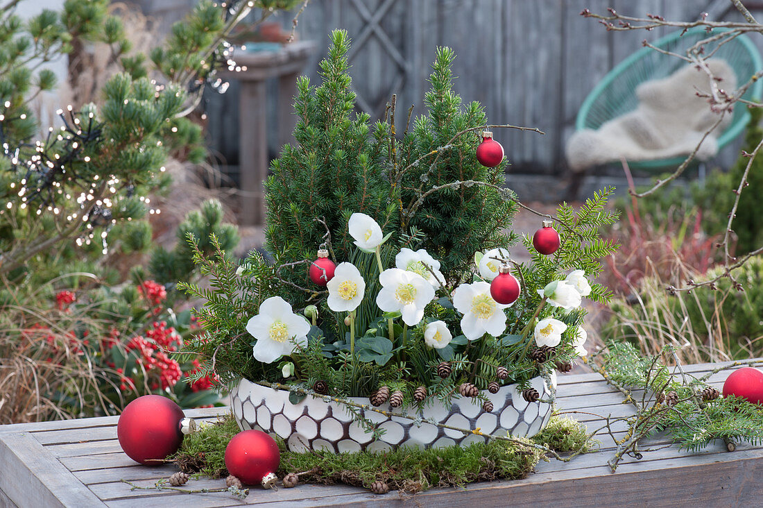Schale mit Christrosen und Zuckerhutfichten, weihnachtlich geschmückt mit roten Kugeln und Zweigen der Hemlocktanne