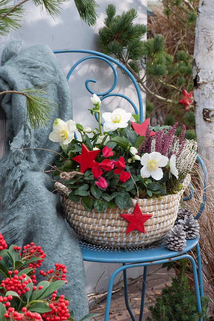 Basket with Christmas roses, cyclamen and bud heather, for Christmas with red wooden stars