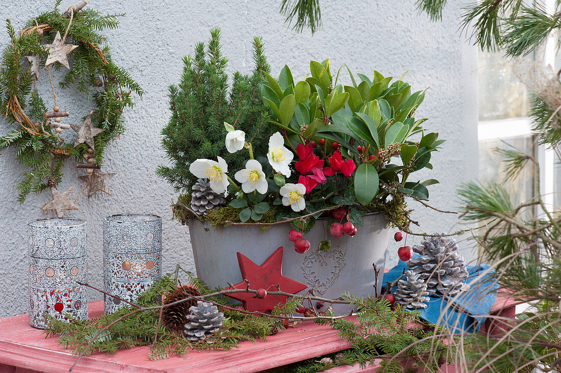 Jardiniere with Christmas rose, skimmia, cyclamen and sugar loaf spruce, wreath, star, cones, twigs and lanterns