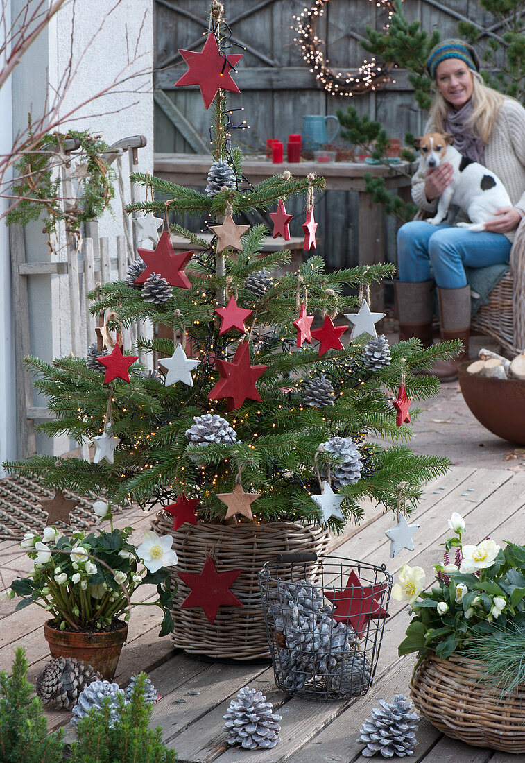 Nordmanntanne mit Holzsternen, Lichterkette und Zapfen als Weihnachtsbaum geschmückt, Frau mit Hund Zula