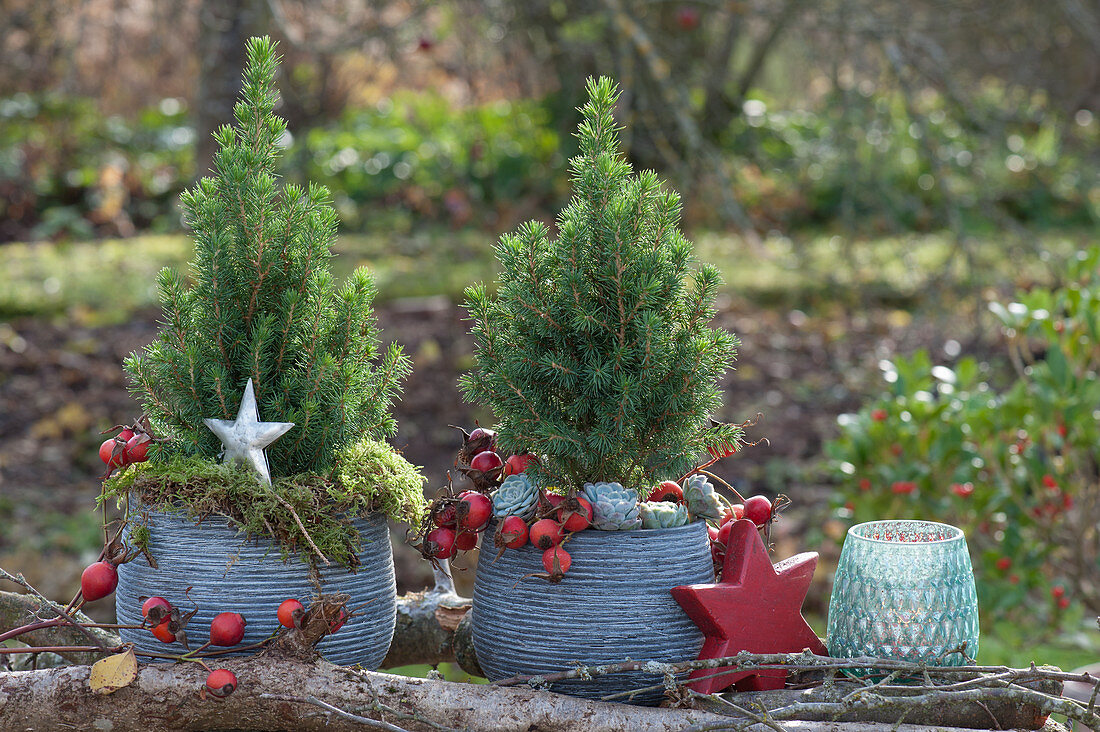 Sugarloaf spruces decorated for Christmas with stars and rose hips