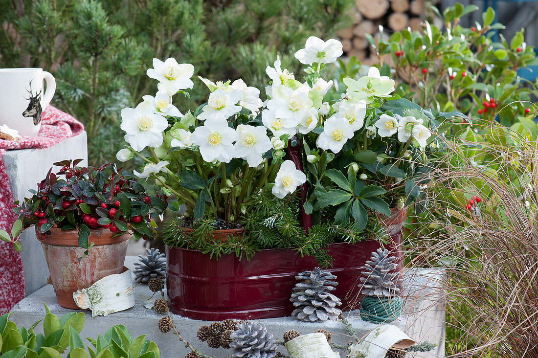 Jardiniere with Christmas roses and fir branches, false berries in a clay pot