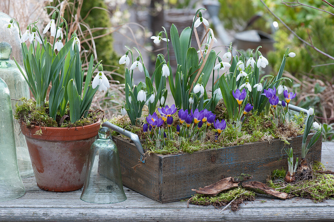 Snowdrops and crocuses with moss in wooden box and clay pot