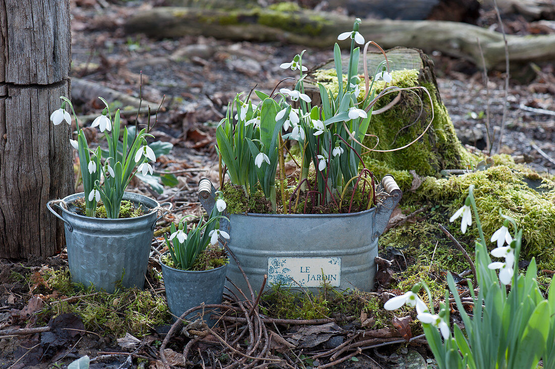 Zinkgefäße mit Schneeglöckchen im Garten, Zweige von Hartriegel als Deko