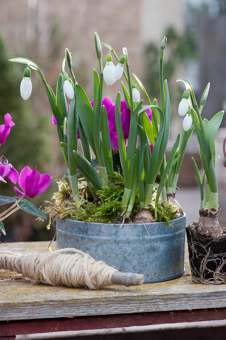 Zinc tin with snowdrops and cyclamen