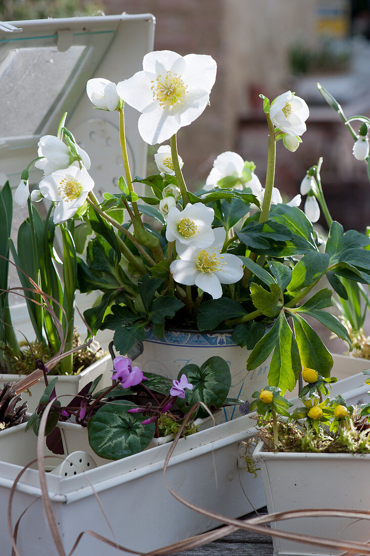 Topf-Arrangement mit Christrose, Vorfrühlings-Alpenveilchen, Winterling und Schneeglöckchen