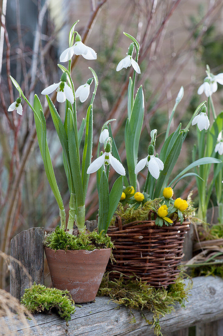 Snowdrops and winterling with moss in a pot and basket