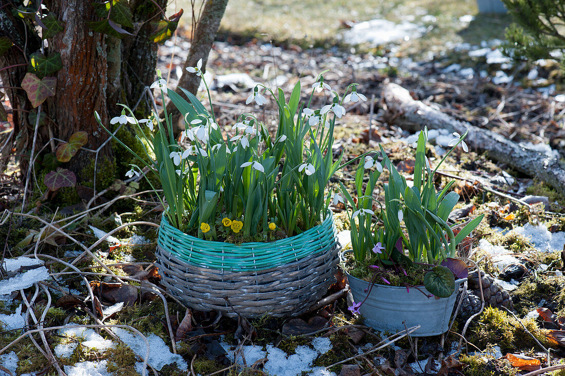 Korb und Zinkwanne mit Schneeglöckchen, Winterling und Vorfrühlings-Alpenveilchen