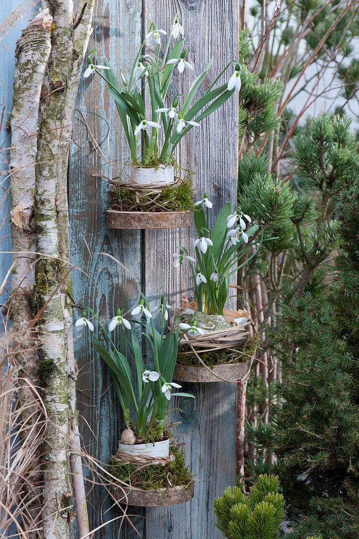 Snowdrops in bark, moss and grass on wooden disks attached to a board wall