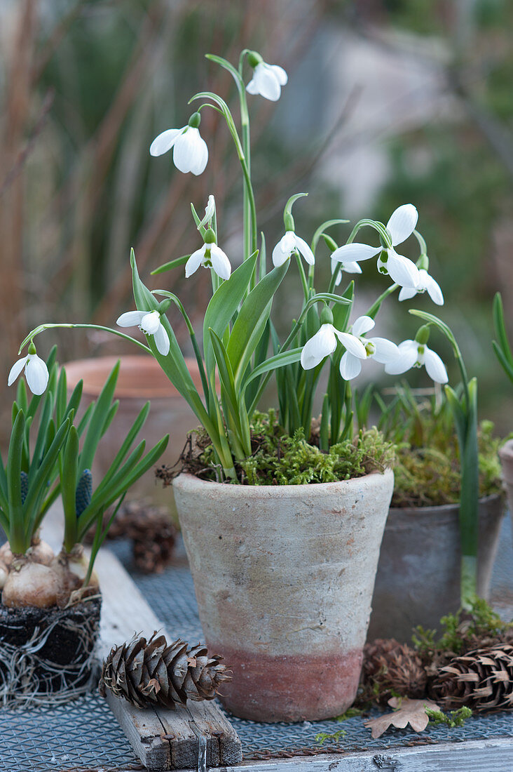 Snowdrops in a terracotta pot