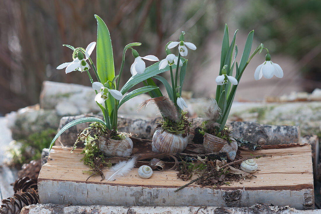 Snowdrops planted in empty snail shells