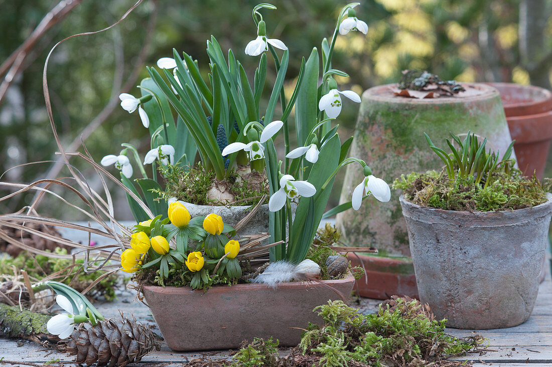 Snowdrop, winterling and grape hyacinth with moss and snail shells
