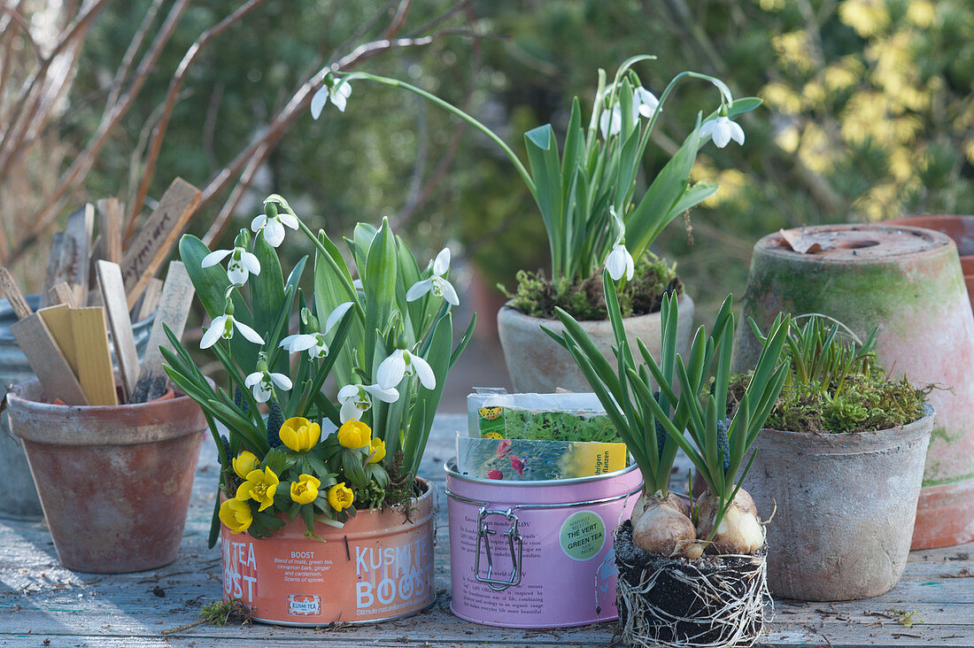 Arrangement with snowdrops and winterling in tin can, grape hyacinth without pot, clay pot with stick-in labels and box with seed bags