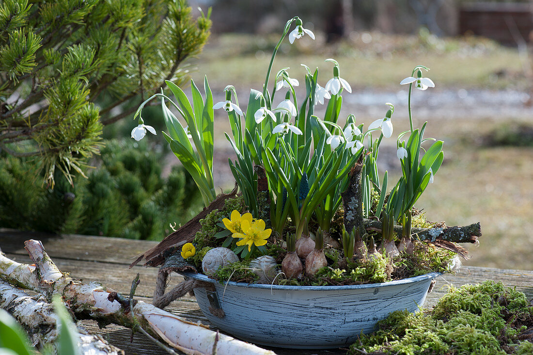 Bowl with snowdrop, winterling and grape hyacinth