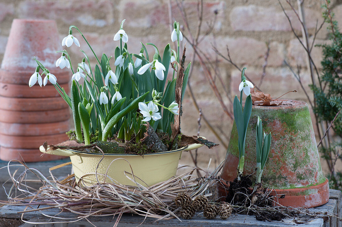 Pot with snowdrops and milk star in a wreath of grass
