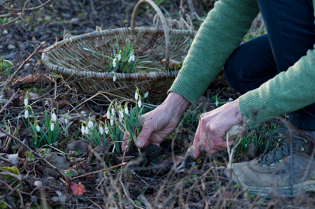 Schneeglöckchen für Dekozwecke im Garten ausgraben