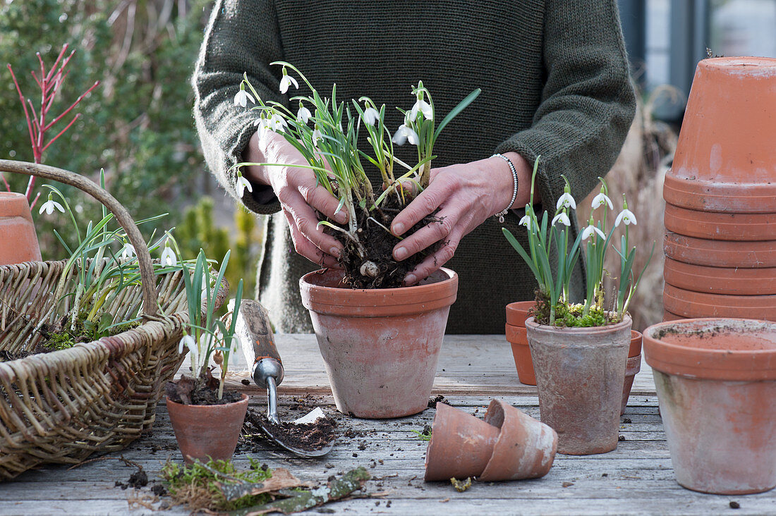Planting snowdrops in clay pots