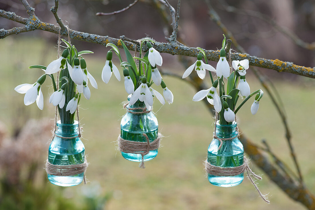 Snowdrops in small bottles hung on branch