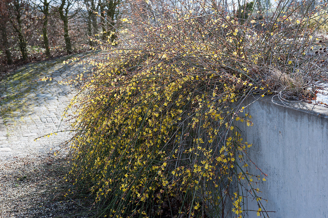 Winter jasmine grows over a garden wall