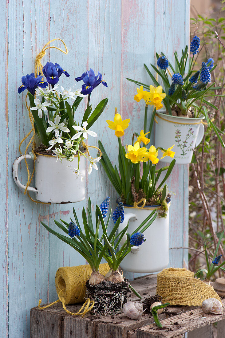 Enamelled vessels as wall hangers with narcissus 'Tete a Tete', grape hyacinths 'Blue Pearl', net iris and milk star