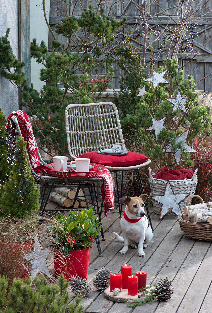 Weihnachtliche Terrasse mit Kiefer und Zuckerhutfichte, geschmückt mit Sternen und Lichterkette