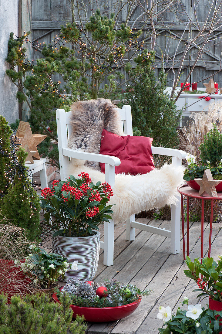 Christmas terrace with skimmia, pine, sugar loaf spruce, juniper and Christmas roses, armchairs with fur and pillows