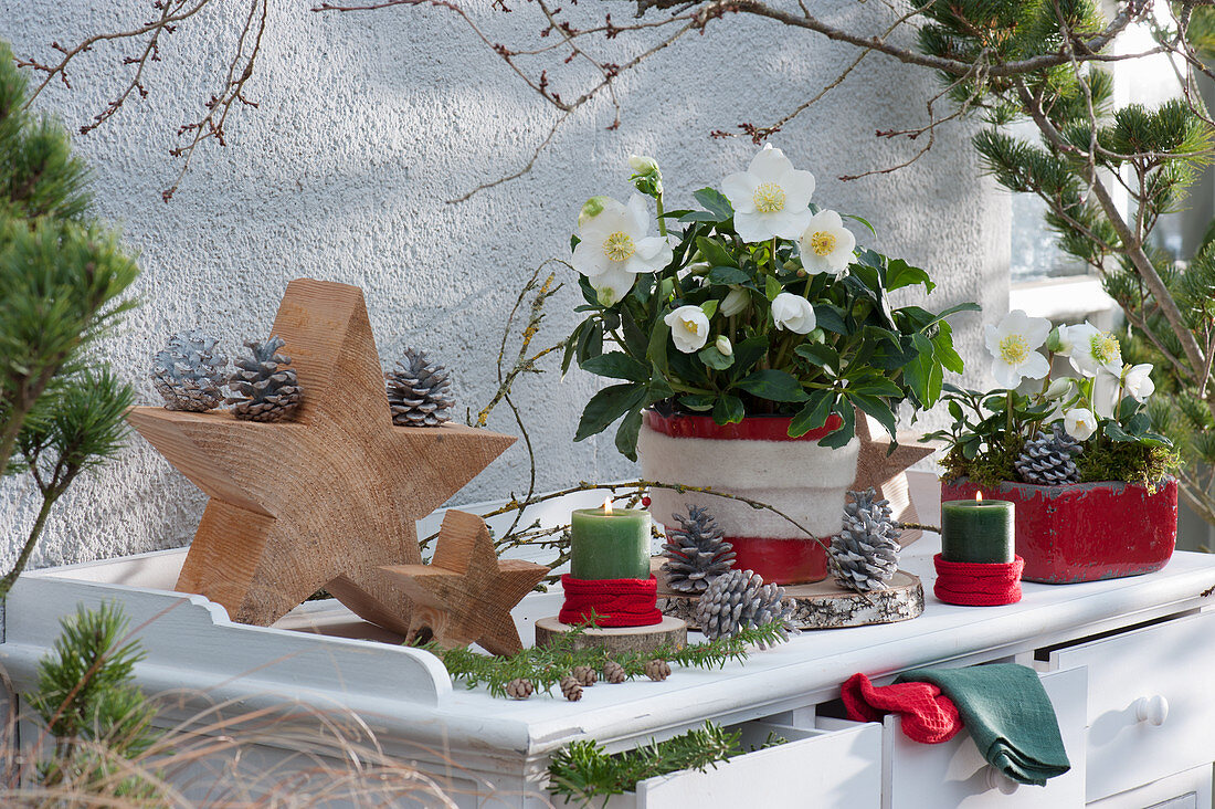 Christrose mit weißer Filz-Manschette im roten Topf auf Holzscheibe, Holzsterne, Kerzen und Zapfen als Deko