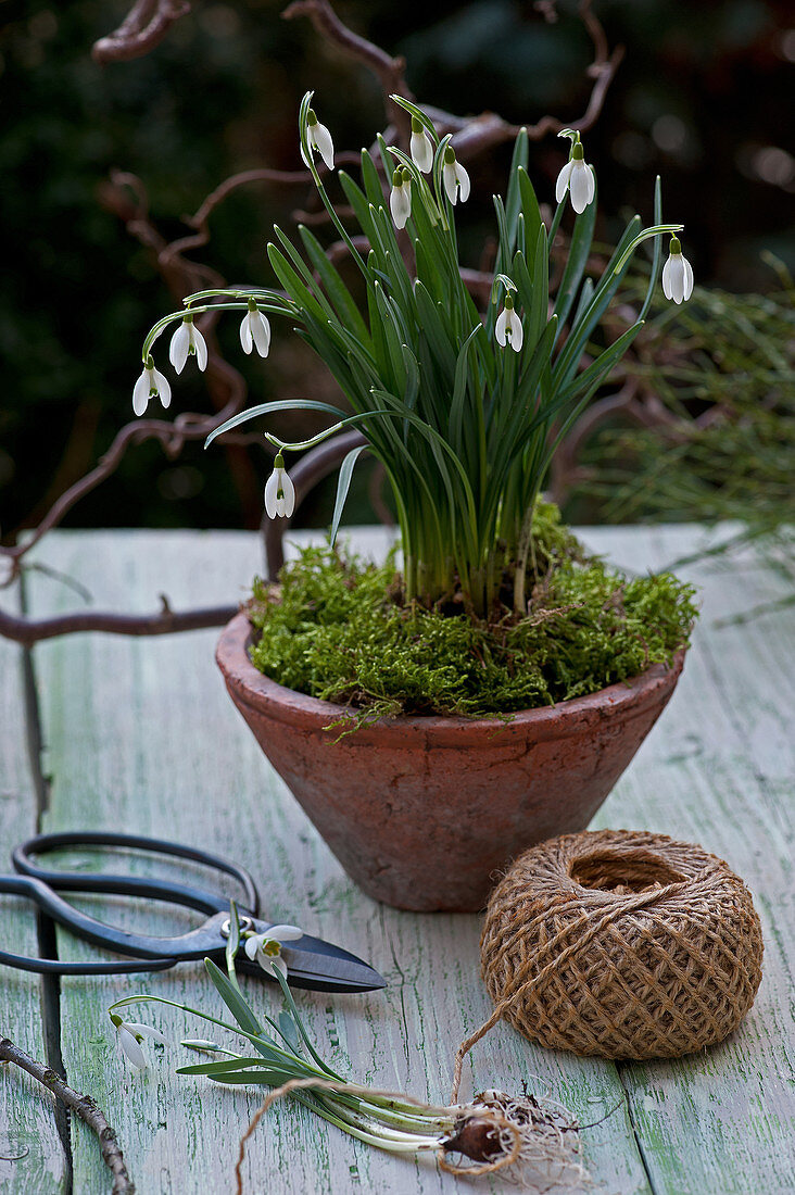 Snowdrops and moss in terracotta pot