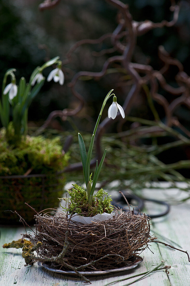 Nest mit Schneeglöckchen