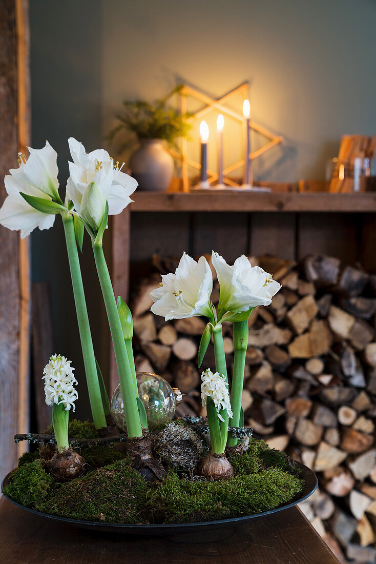 Bowl planted with white amaryllis, hyacinths and moss
