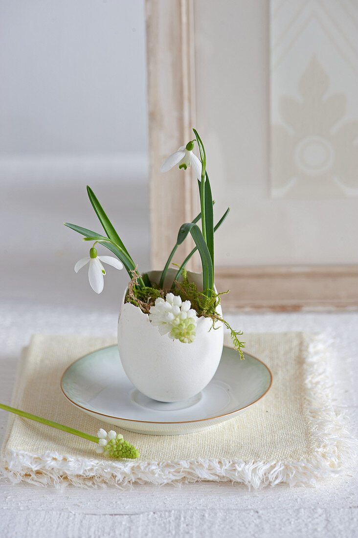White grape hyacinths and snowdrops in egg shell