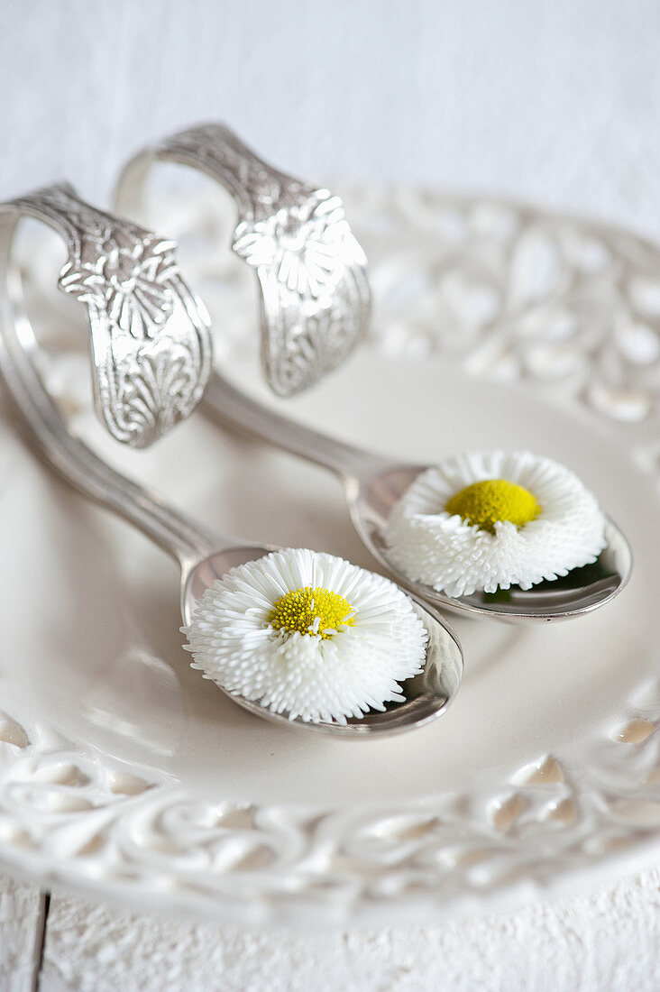 Bellis on curved spoons on vintage-style perforated plate