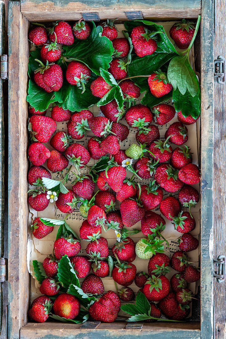 Holzkiste mit frisch gepflückten Erdbeeren