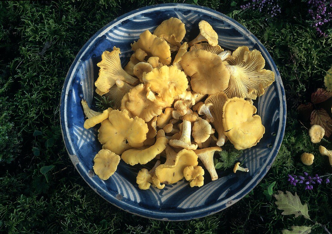 Fresh chanterelles on plate on mossy background