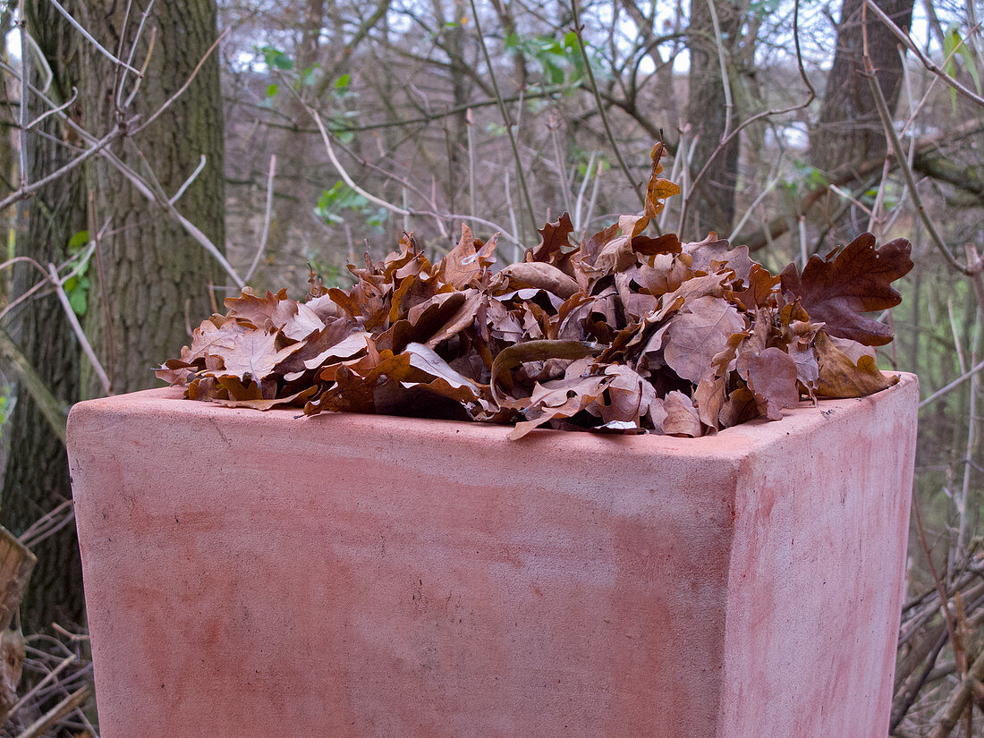 Terracotta planters with autumn leaves
