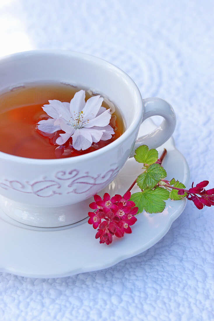 A cup of tea garnished with cherry blossom and redcurrant flowers