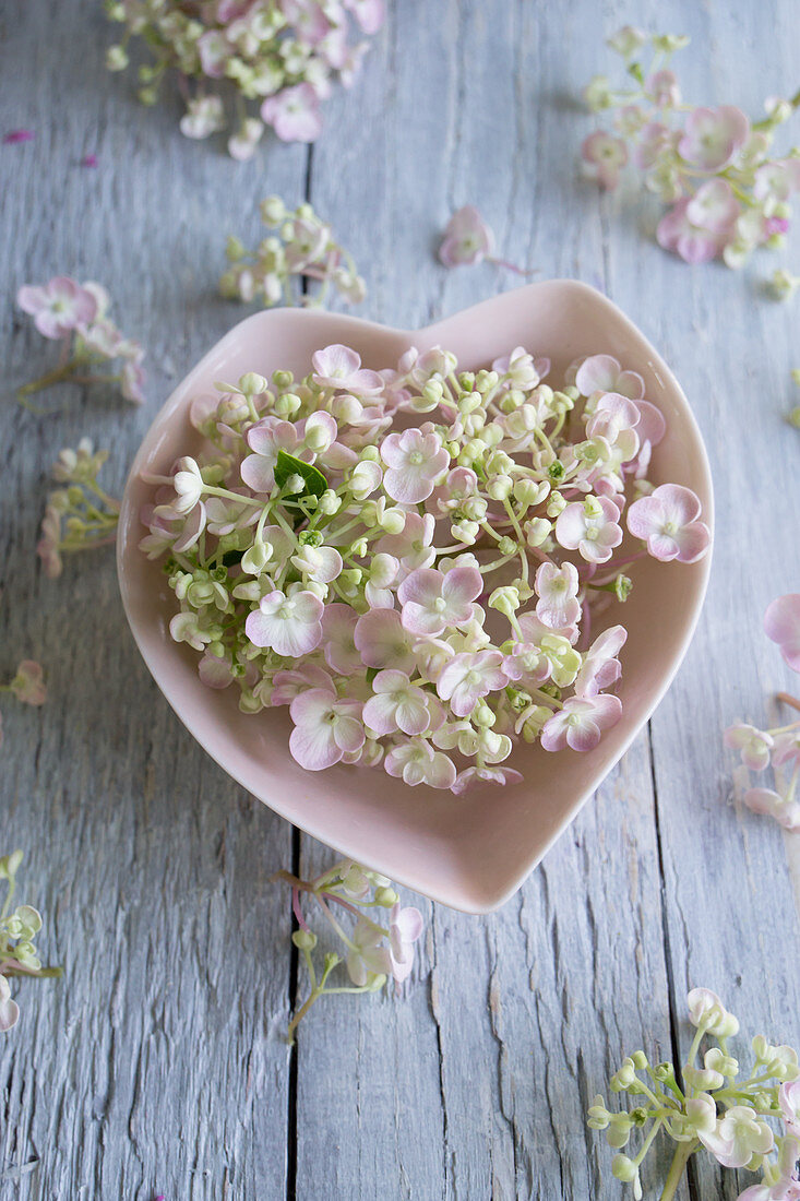 Hydrangea flowers in heart-shaped bowl
