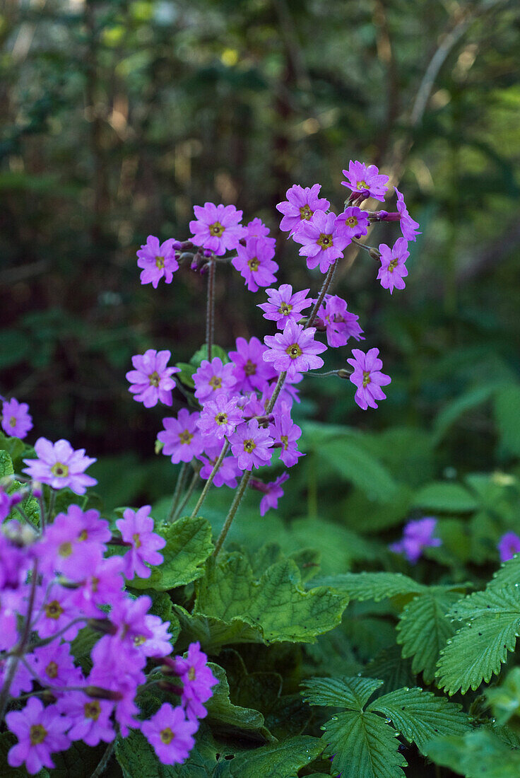 Purple flowers of the Szetschuan forest cowslip (Primula heucherifolia)