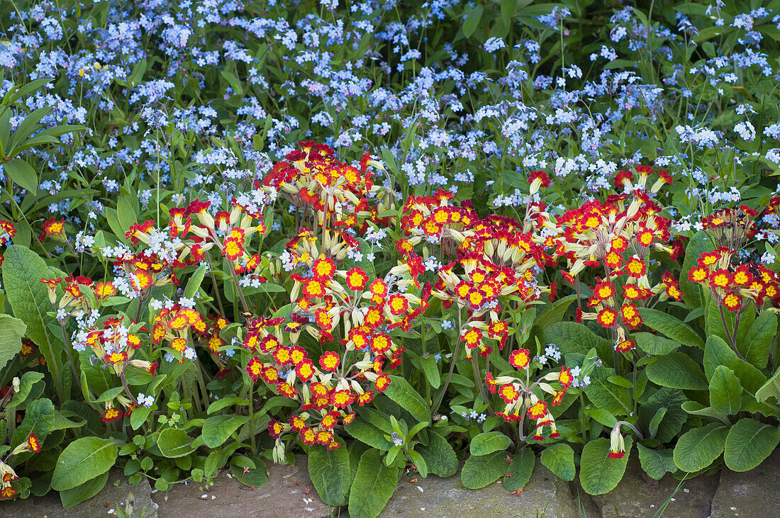 Bicoloured primrose hybrid 'Primula × polyantha' in the border