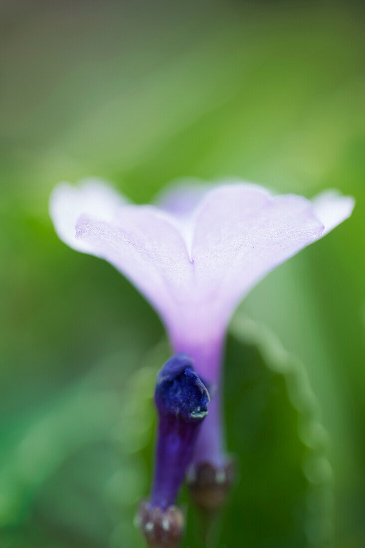 Gewelltrandige Primel (Primula marginata) 'Jack Drake'