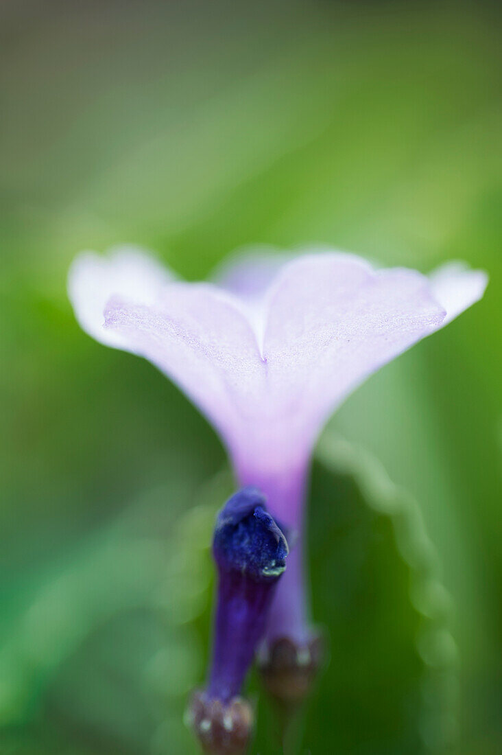 Wavy-edged primrose (Primula marginata) 'Jack Drake'.