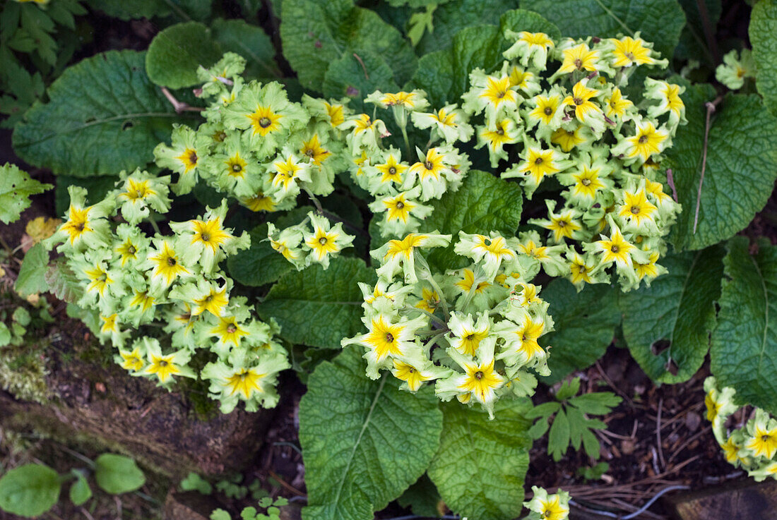 Weiße Primel (Primula) 'Green Lace' im Beet