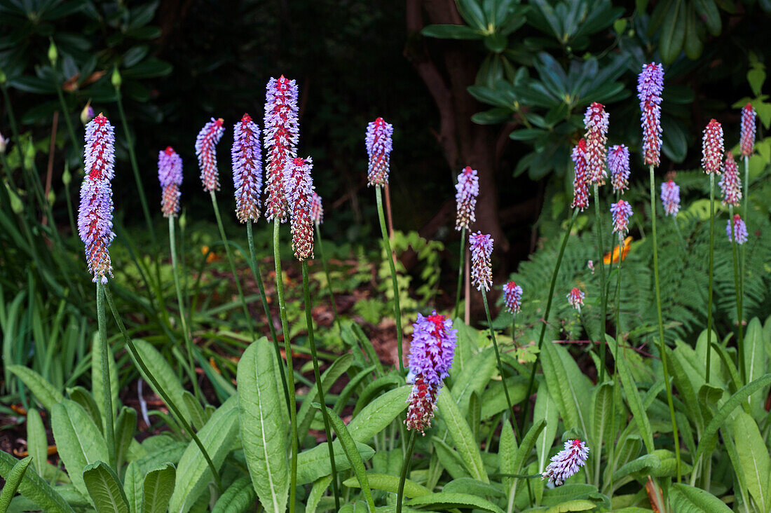 Flowering orchid primrose (Primula vialii) in the garden