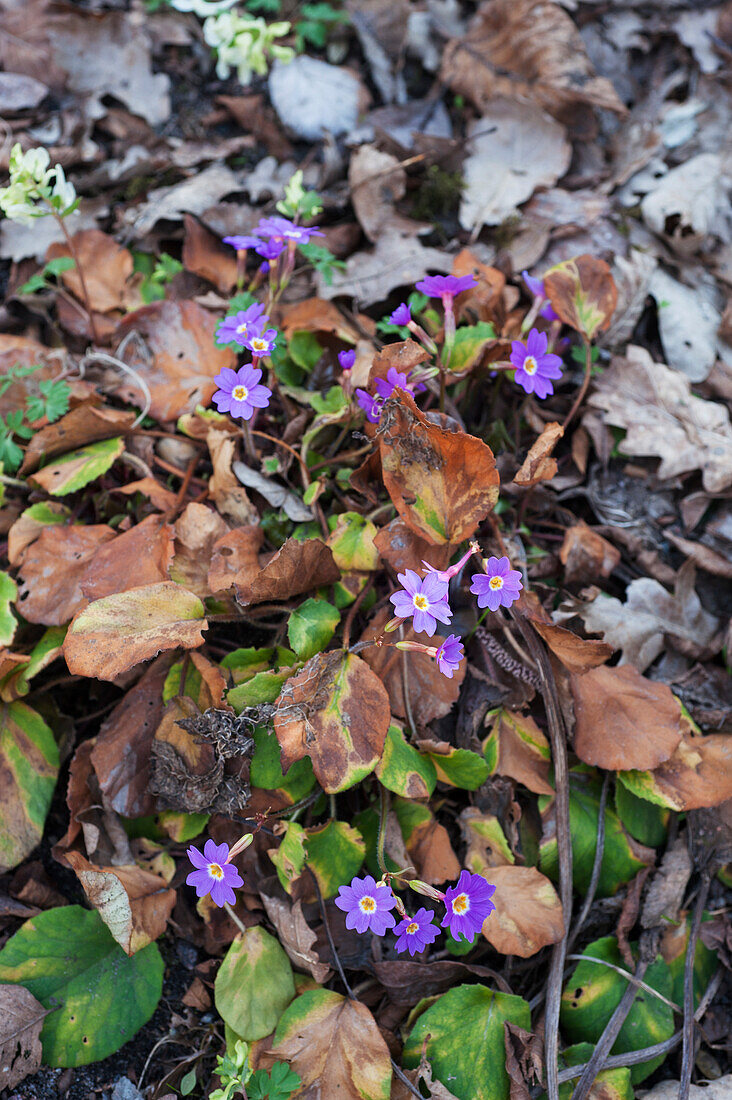 Purple primroses on the forest floor (Primula megaseifolia)