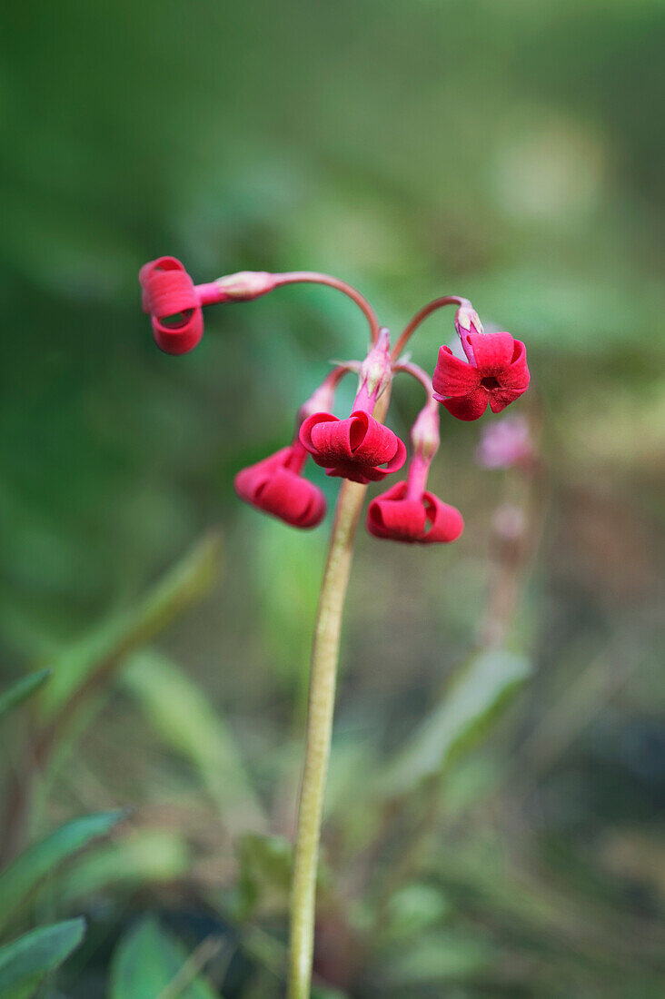 Red Maximowicz Primula (Primula maximowiczii)