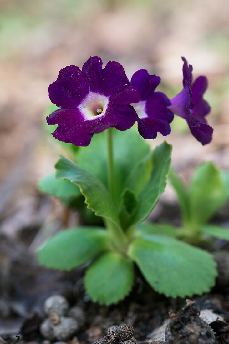 Purple flower of the bastard auricula (Primula x pubescens)