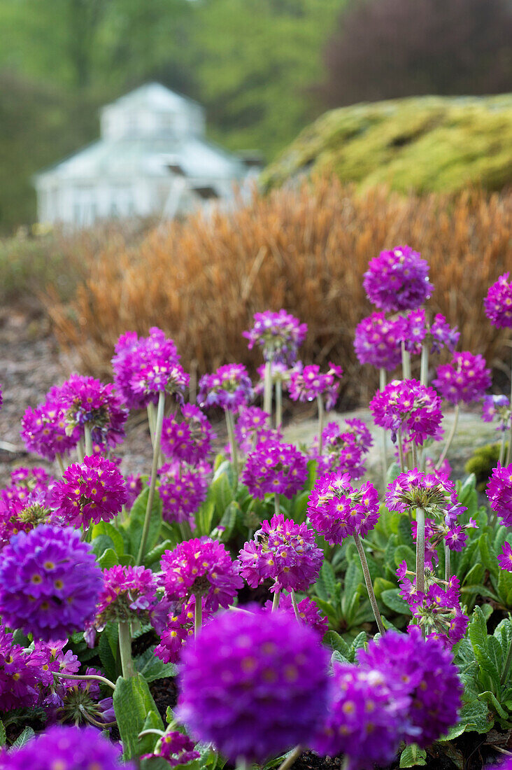 Purple flowers of the globe primrose (Primula denticulata) 'Rubin'