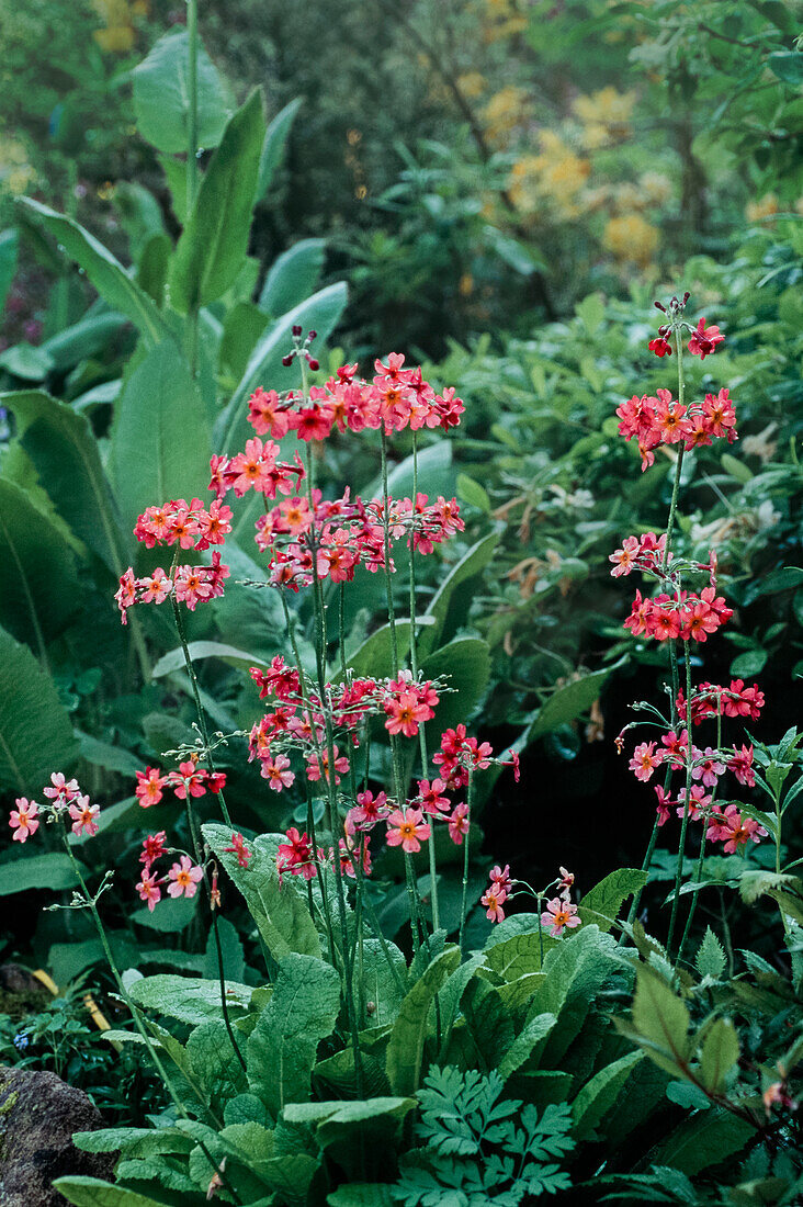 Red flowering Primula bullesiana (Primula bullesiana)