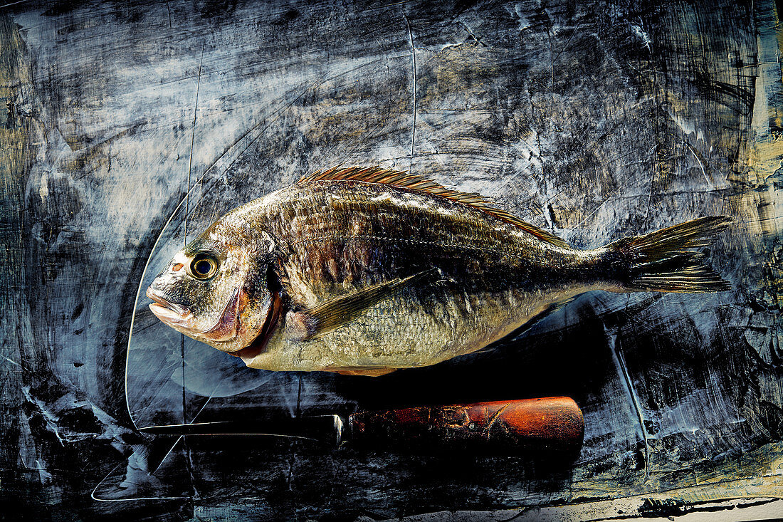 A whole gilt-head bream